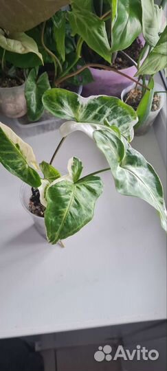 Сингониум Т 25