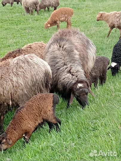 Овцы бараны ягнята
