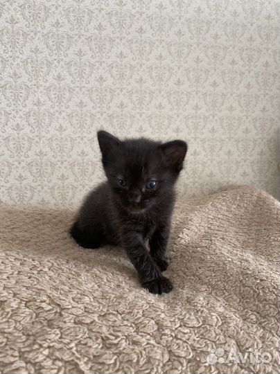 Котята в добрые руки мальчики