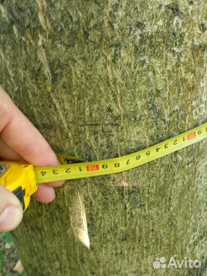 Стаол грецкого ореха