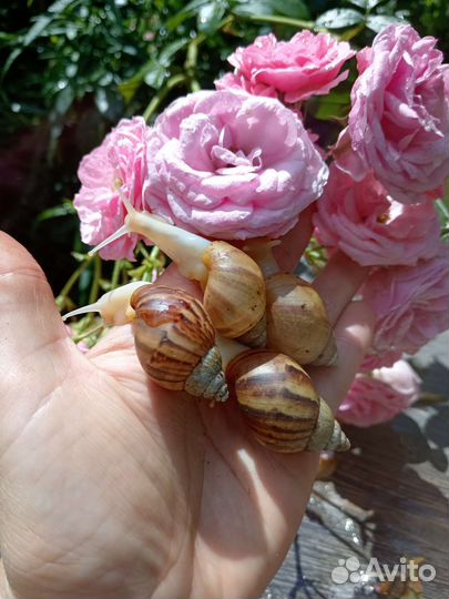 Улитки ахатины