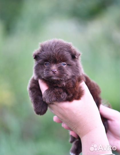 Шпиц-терьер шоколадный