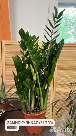 Замиокулькас