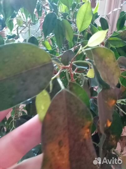 Фикус бенджамина