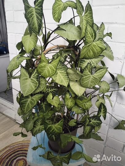 Сингониумы