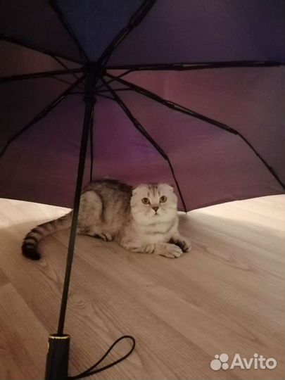 Шотландский вислоухий котик, вязка