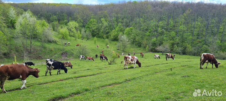 Молочные продукты деревенские