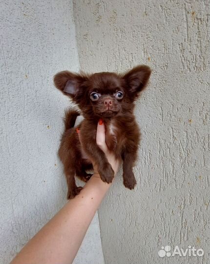 Чихуахуа длинношерстный мальчик