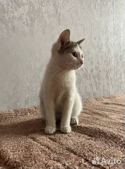 Котёнок