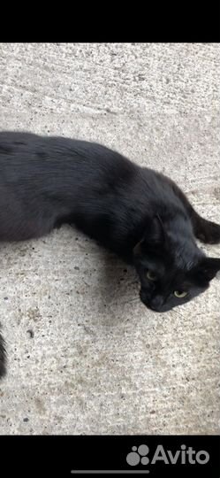 Самый ласковый котенок в мире