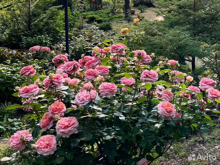 Розы Аспирин и тд собственно корневые саженцы