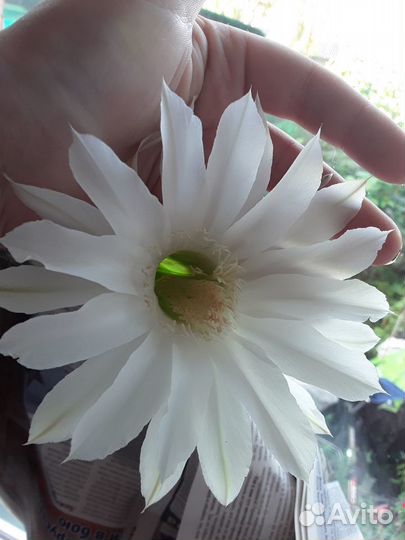 Сортовые кактусы цветущие