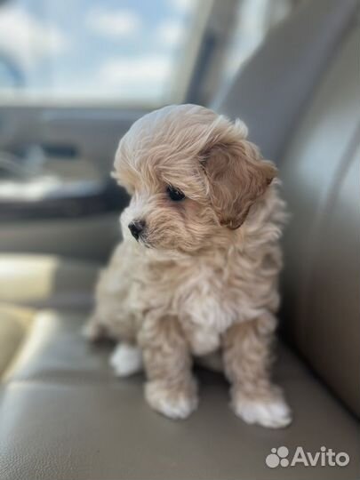 Мальтипу f1 mini мальчик