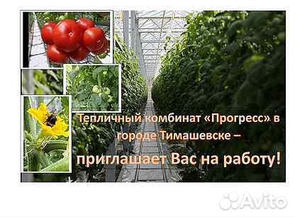 Работа в теплицах (сбор овощей, уходные работы)