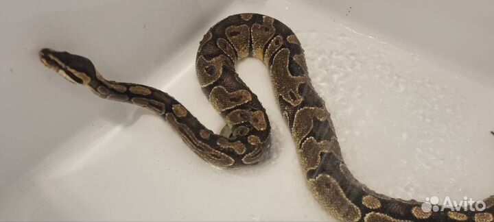 Королевскийпитон