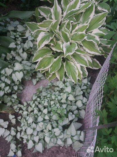 Хоста растение