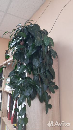 Комнатные домашние растения