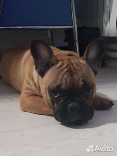 Кинолог / Дрессировка собак / Коррекция поведения