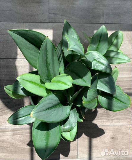 Сциндапсус мунлайт