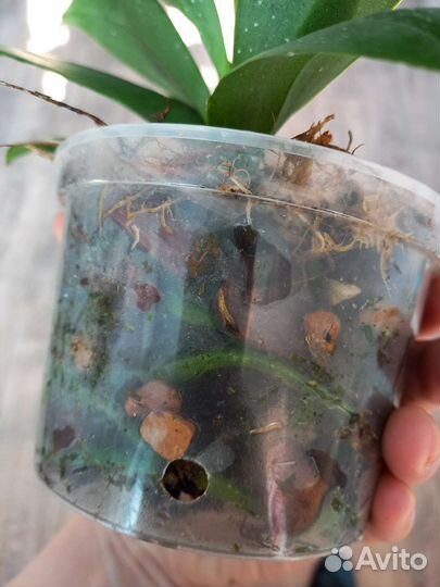 Орхидея фаленопсис трилипс Joy Fairy Tale