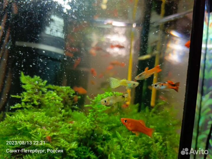 Меченосцы, гуппи, анциструсы, Хелены, водоросли