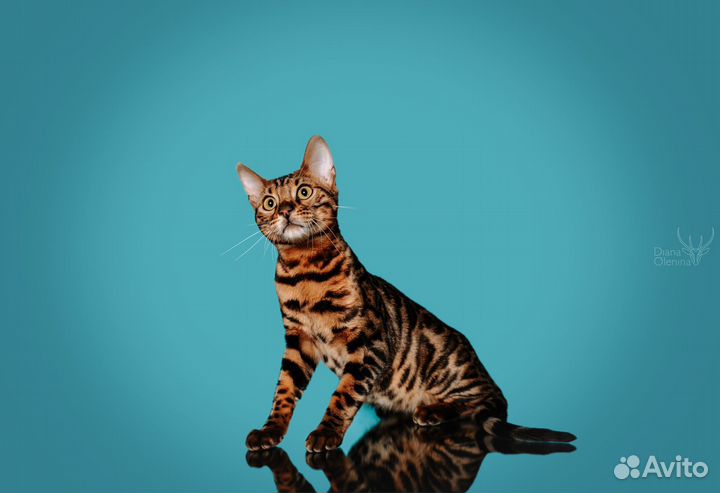 Бенгальские котята