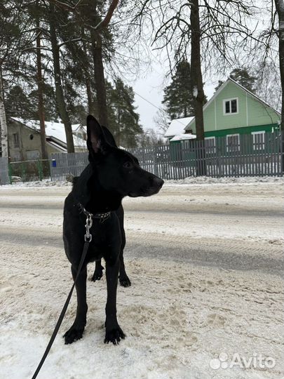 Собака в добрые руки