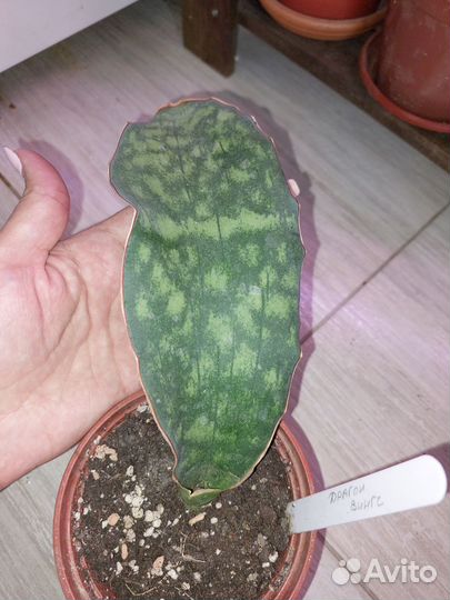 Сансевиерии сортовые