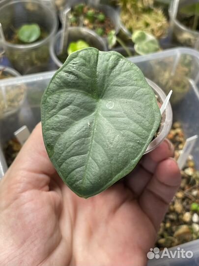 Алоказия Чаии / Chaii