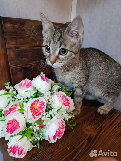 Ника ищет дом