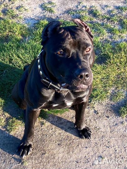 Питбультерьер. Вязка