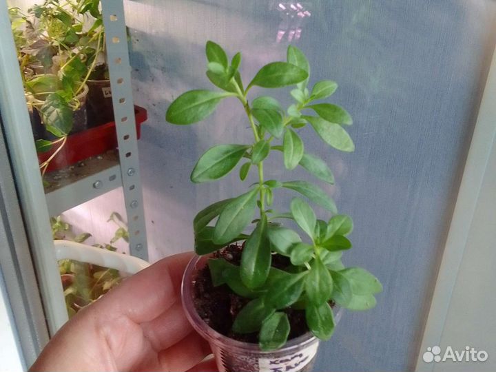 Калибрахоа хамелеон блюберри