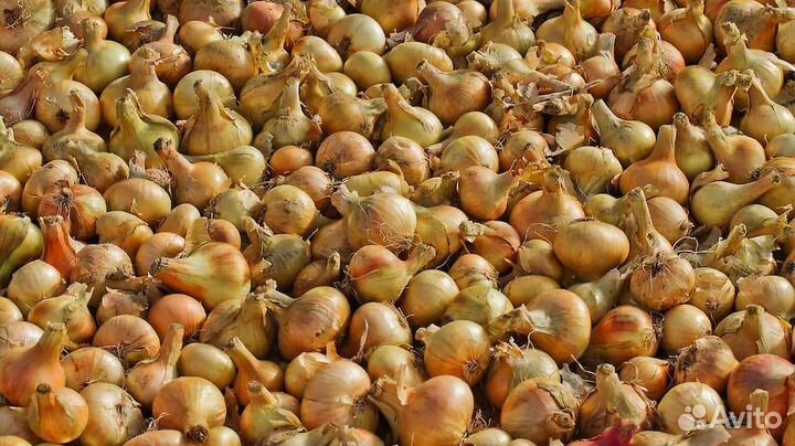 Лук репчатый продажа