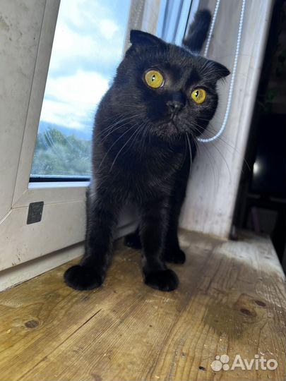 Кошка в дар бесплатно