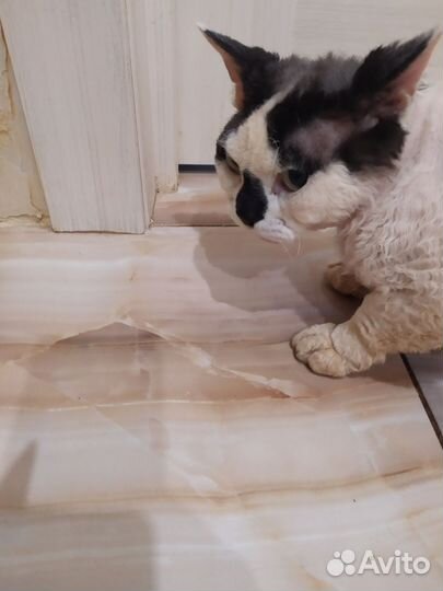 Девон-рекс в добрые руки