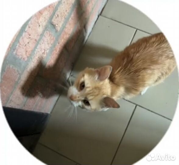 Котик в добрые руки