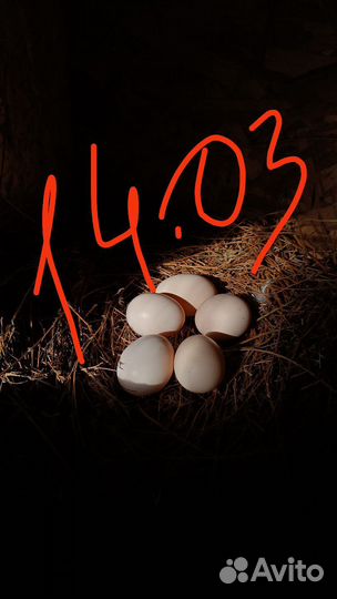 Яйцо на инкубацию несушки