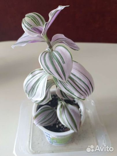 Традесканция