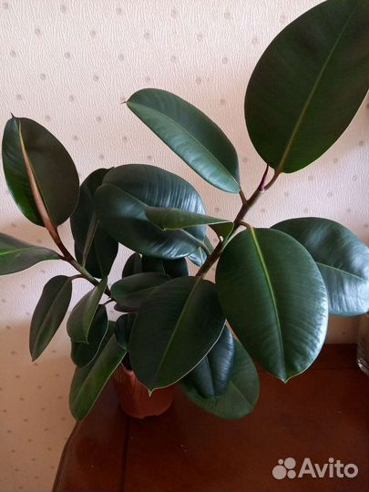 Фикус каучуконосный,Де гантель,Белиз,Амстел кинг