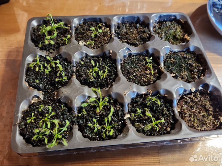 Росянка капская за всё