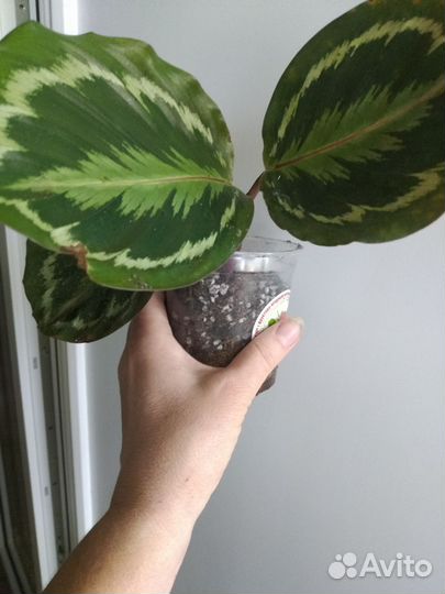 Калатея медальон