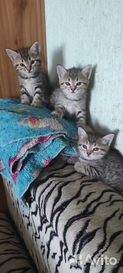 Сибирской кошки котята