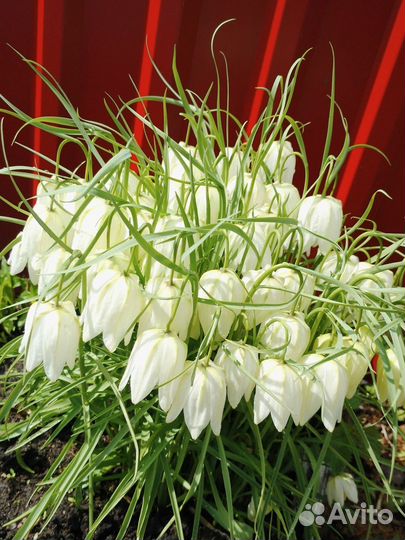 Рябчик рассада