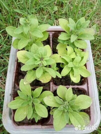 Рассада петунии