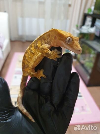 Реснитчатый бананоед самка