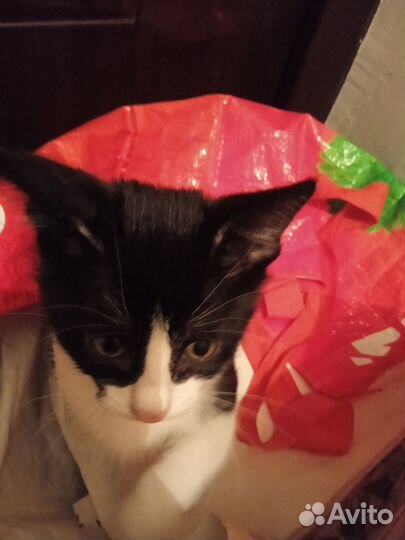 Отдам котёнка в хорошие руки