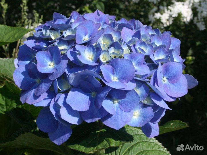 Гортензии более 60 сортов