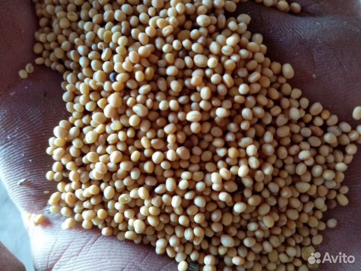 Горчица жёлтая