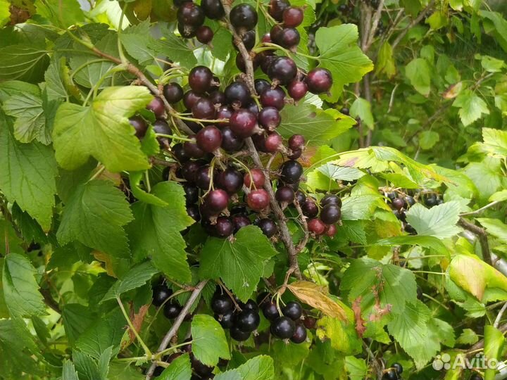 Ежевика, красная, чёрная смородина ягоды