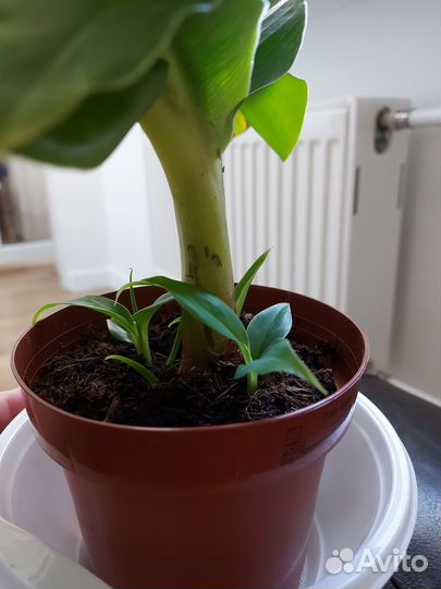Комнатное растение - банан